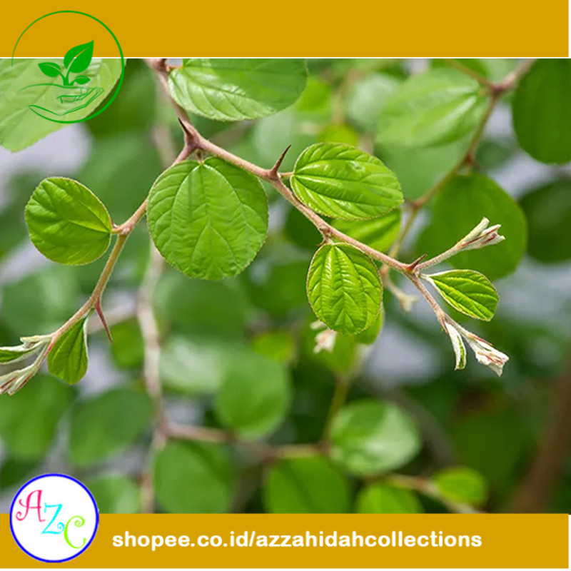 

Daun Bidara Arab Segar | 50 Lembar | 100 Lembar | 200 Lembar | azc-ppp