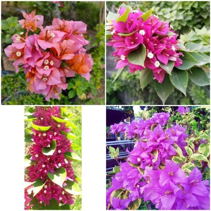 PROMOBIBIT BOUGENVILLE STEK BATANG//STEK BOUGENVILLE VARIAN WARNA - Rainbow