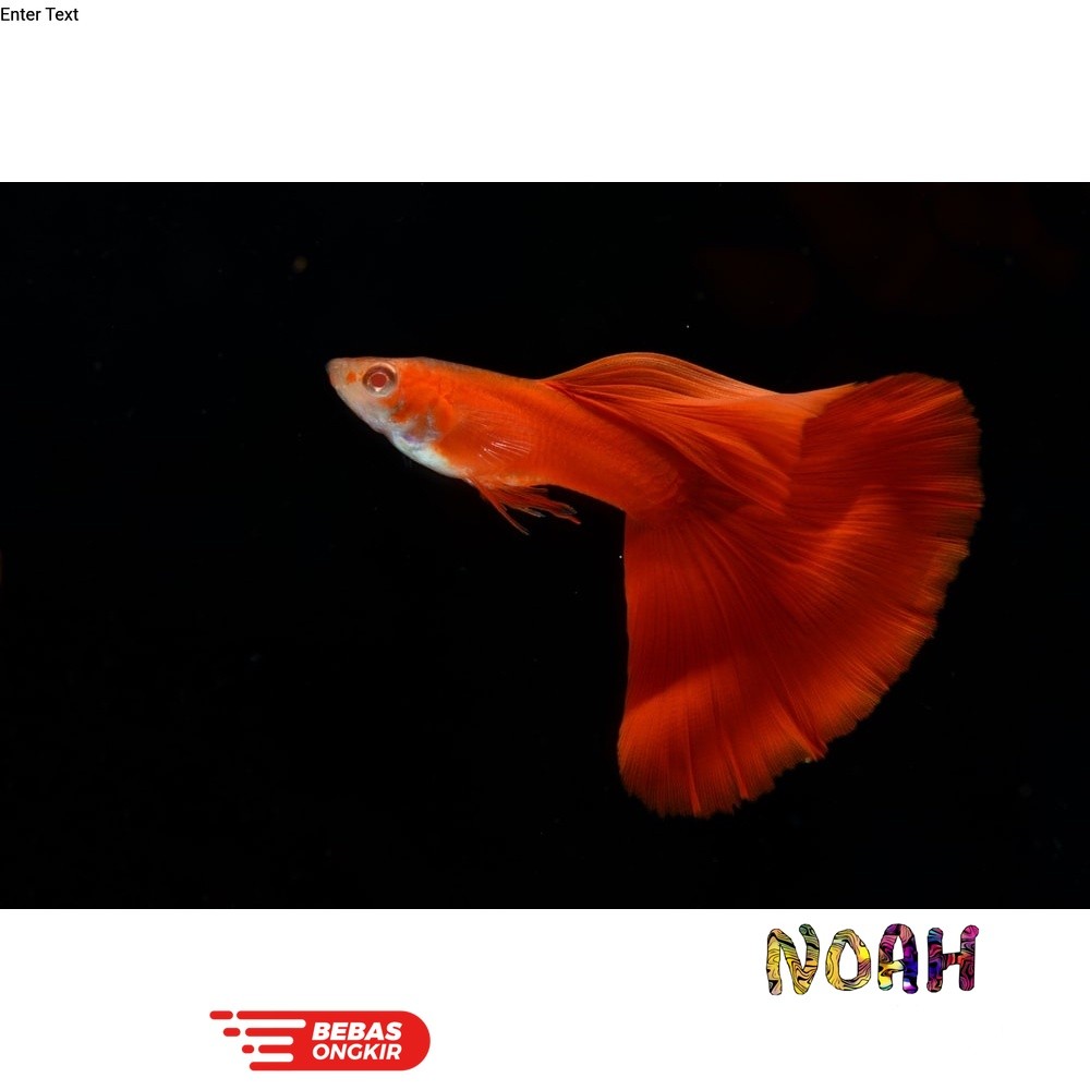 Hiasan Aquarium - Guppy AFR 4 Jantan 2 betina