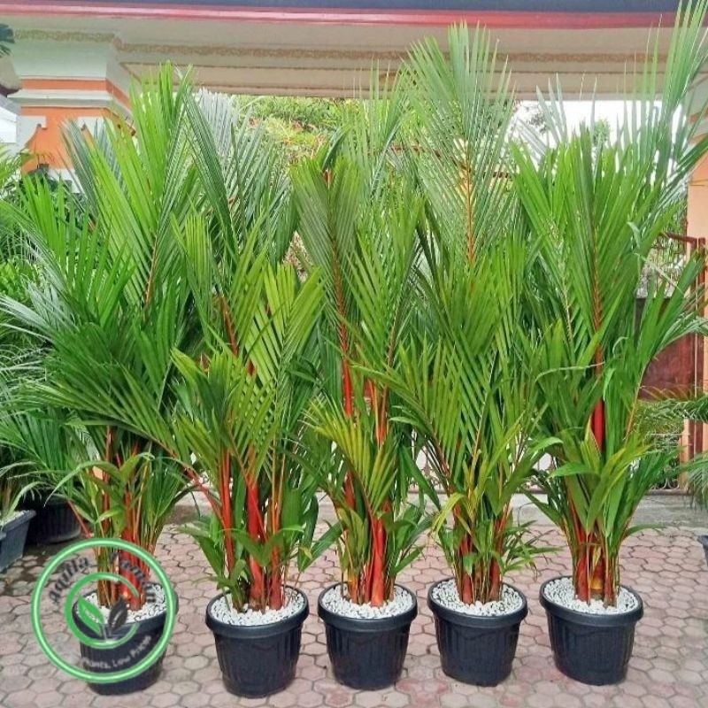 TANAMAN HIAS PALEM MERAH ASLI PALM MERAH