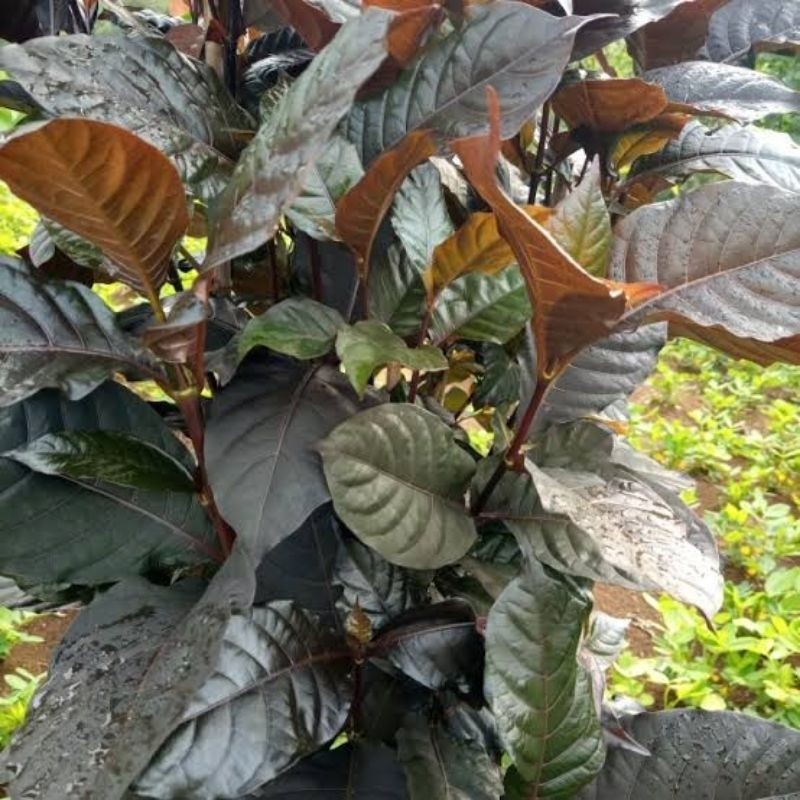 

daun ungu handeleum segar isi 50 lembar daun kopi hideung daun handeleum obat wasir segar Herbal Store_28