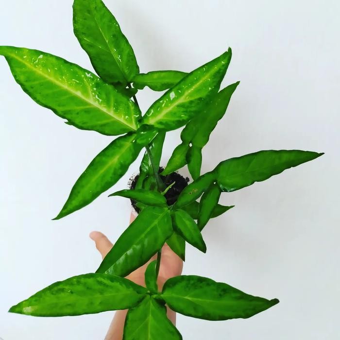 Syngonium Angustatum | Tanaman Hias