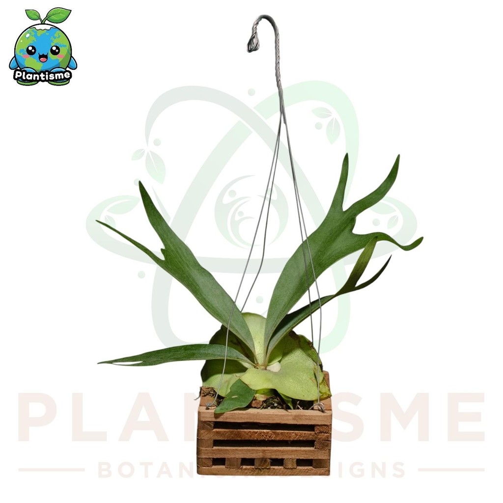 Tanaman Hias – Platycerium Hillii Mounted Basket Plant Paku Tanduk Rusa Simbar Menjangan