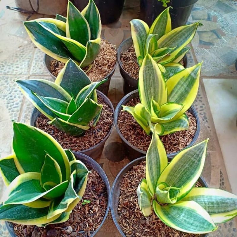 Sansevieria Pagoda - lidah mertua mini kuning