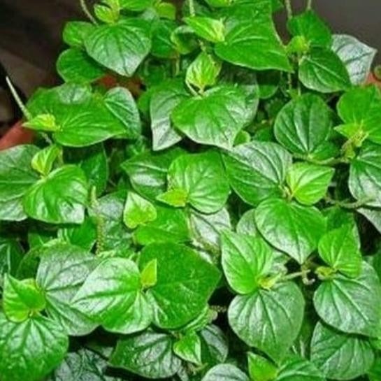 daun suruhan, sirih cina, obat asam urat