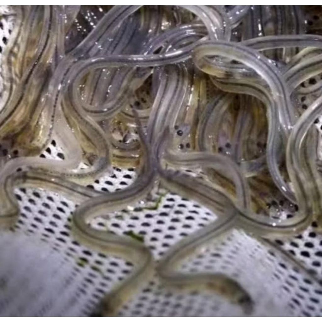 Bibit Benih ikan sidat unggul siap Budidaya - Glass Eel Ikan Sidat 50 ekor