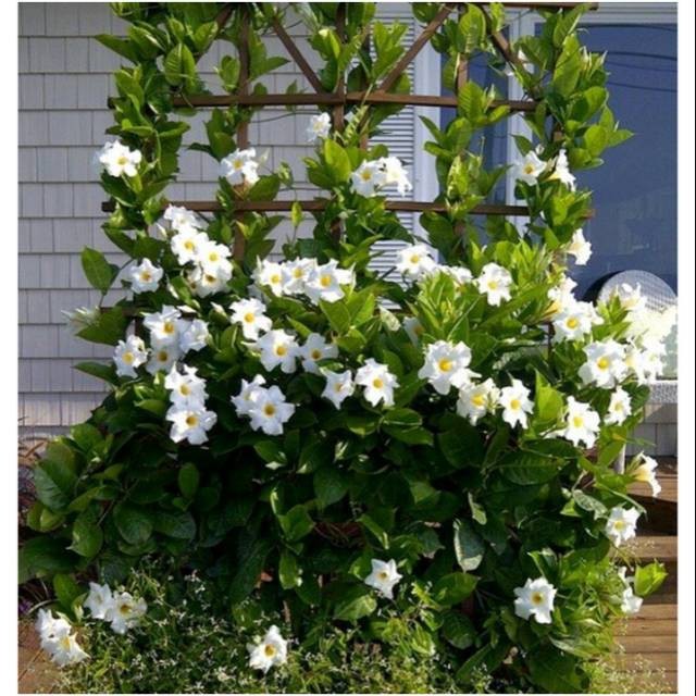 Tanaman hias merambat mandevilla bunga putih-tanaman outdoor-hiasan didepan teras rumah-hiasan dipaa