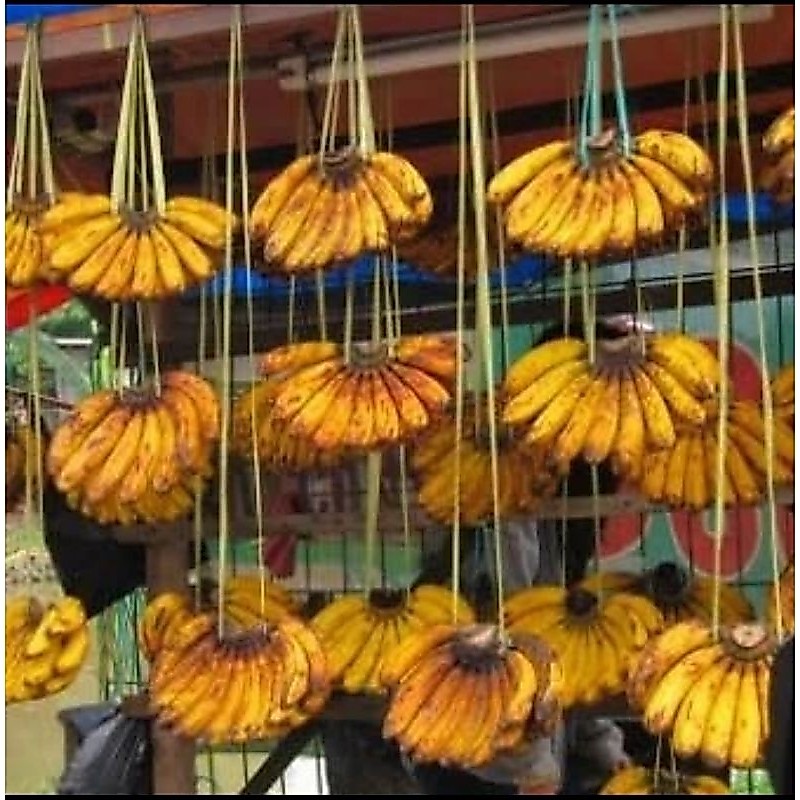 pisang barangan fresh 1 sisir / pisang barangan medan 1 sisir