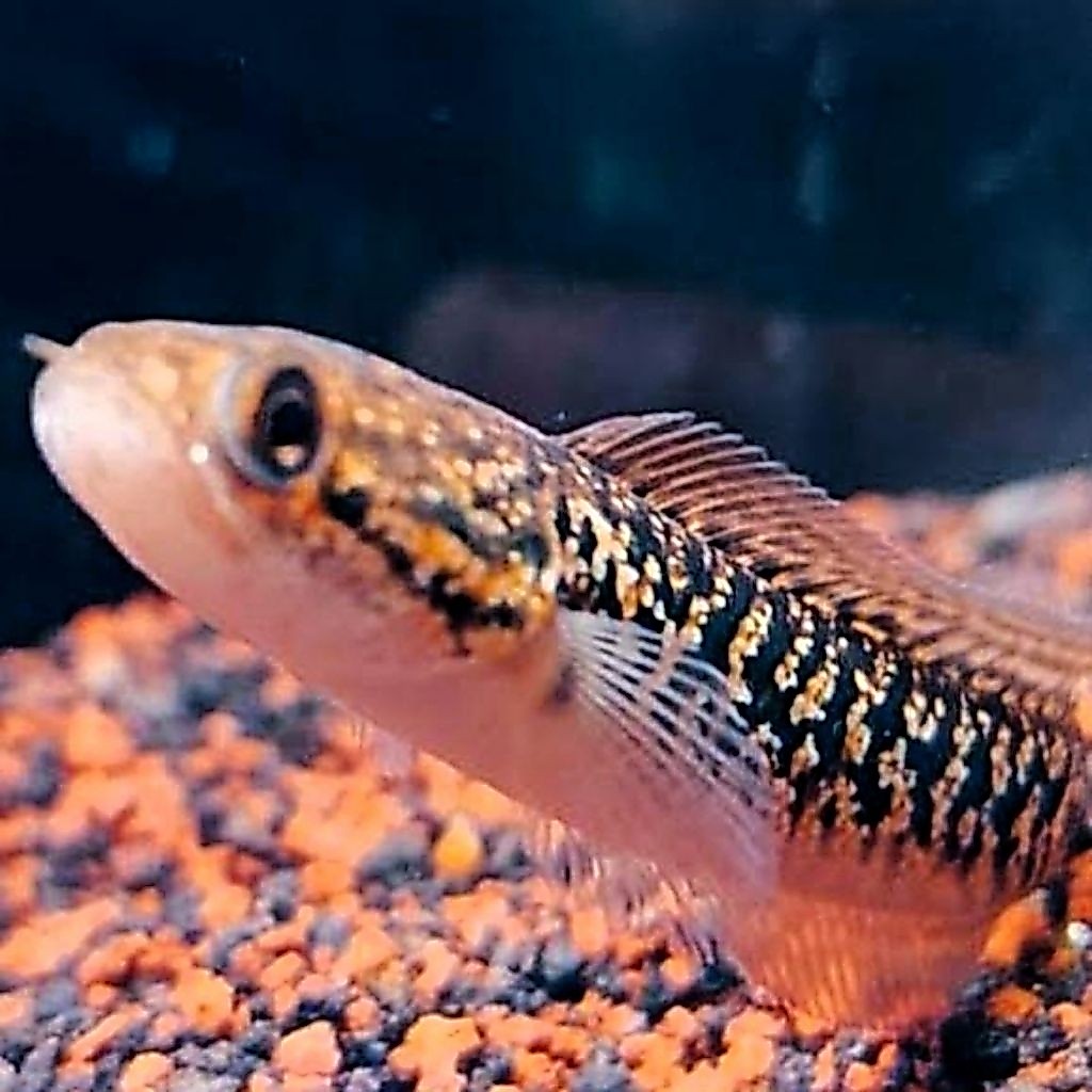 Asiatica Rsp Kalimaya