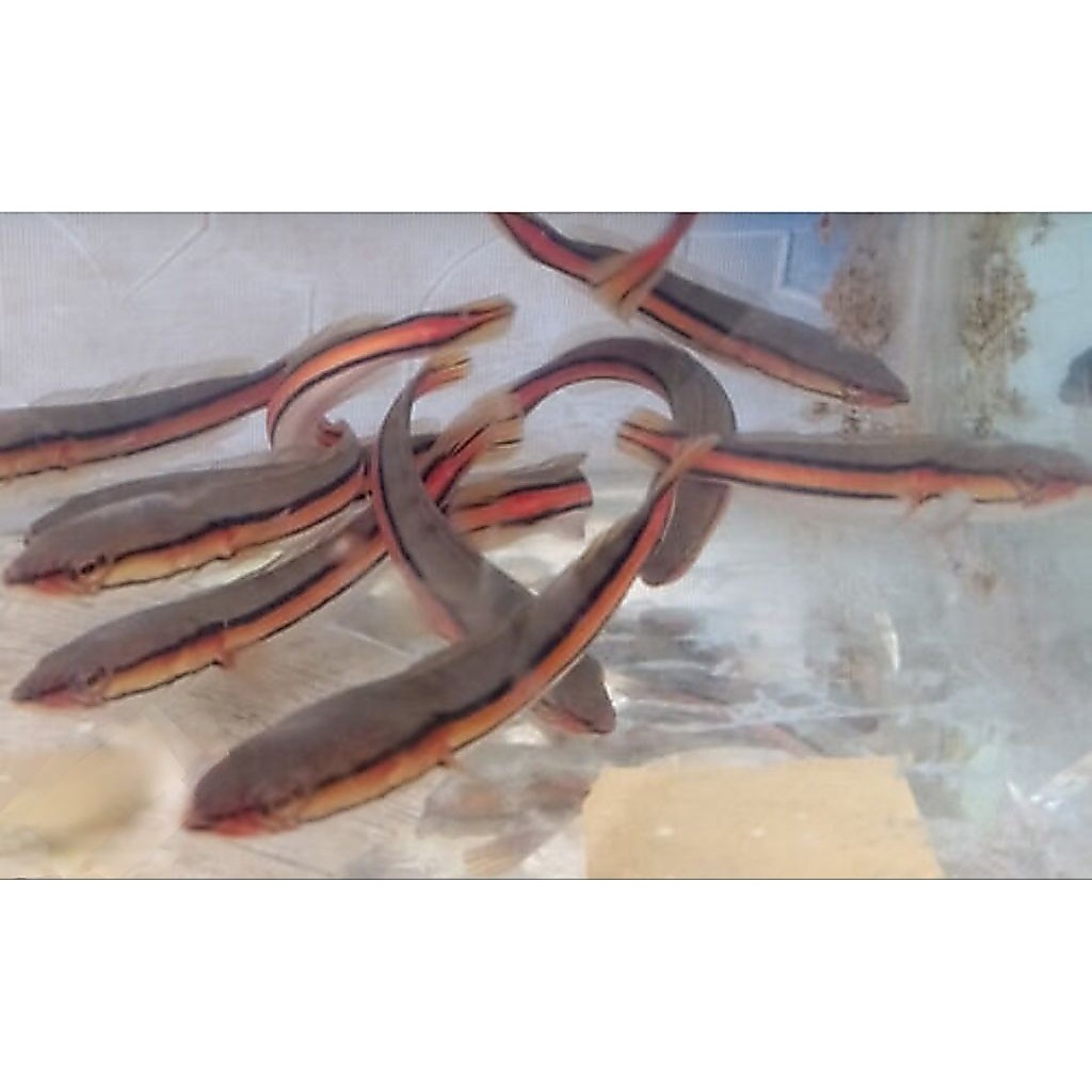 hiasan aquarium babi toman ukuran 13cm dan 20cm