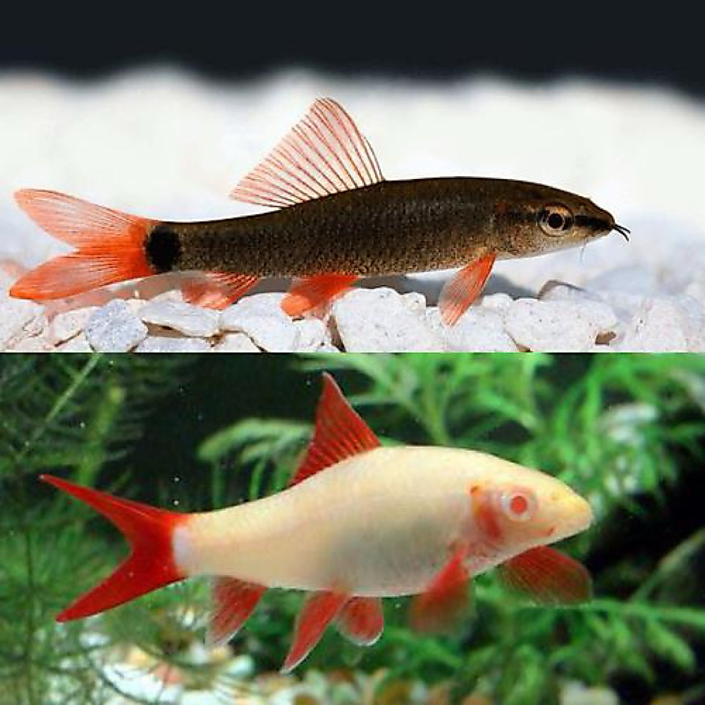 1 Paket hiasan aquarium redfin albino dan redfin black