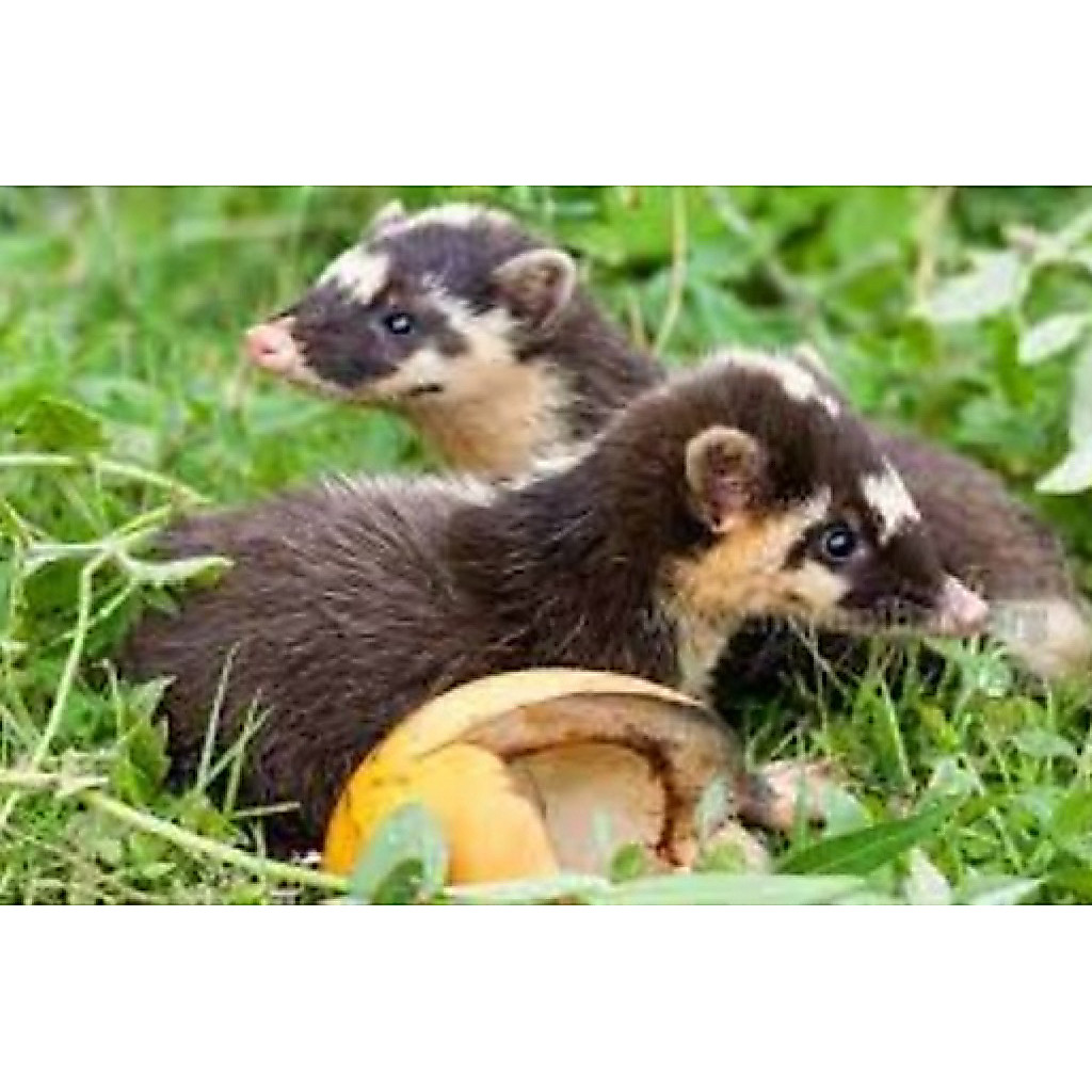 Musang Biul Belajar Mandiri