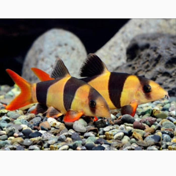 Botia badut / ikan botia 7-8 cm