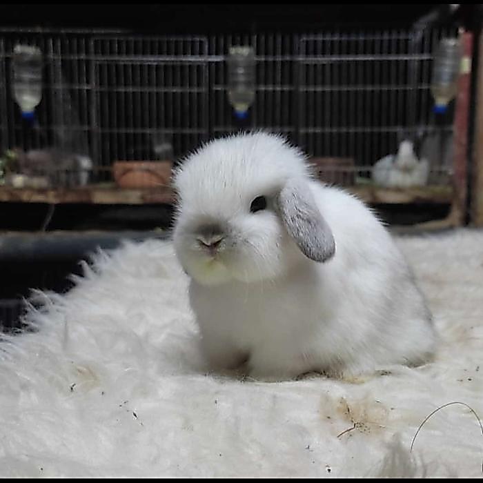 holland lop rabbit frosty blue eyes