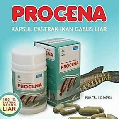 PROCENA EKSTRAK IKAN GABUS 60 KAPSUL / ikan kutuk