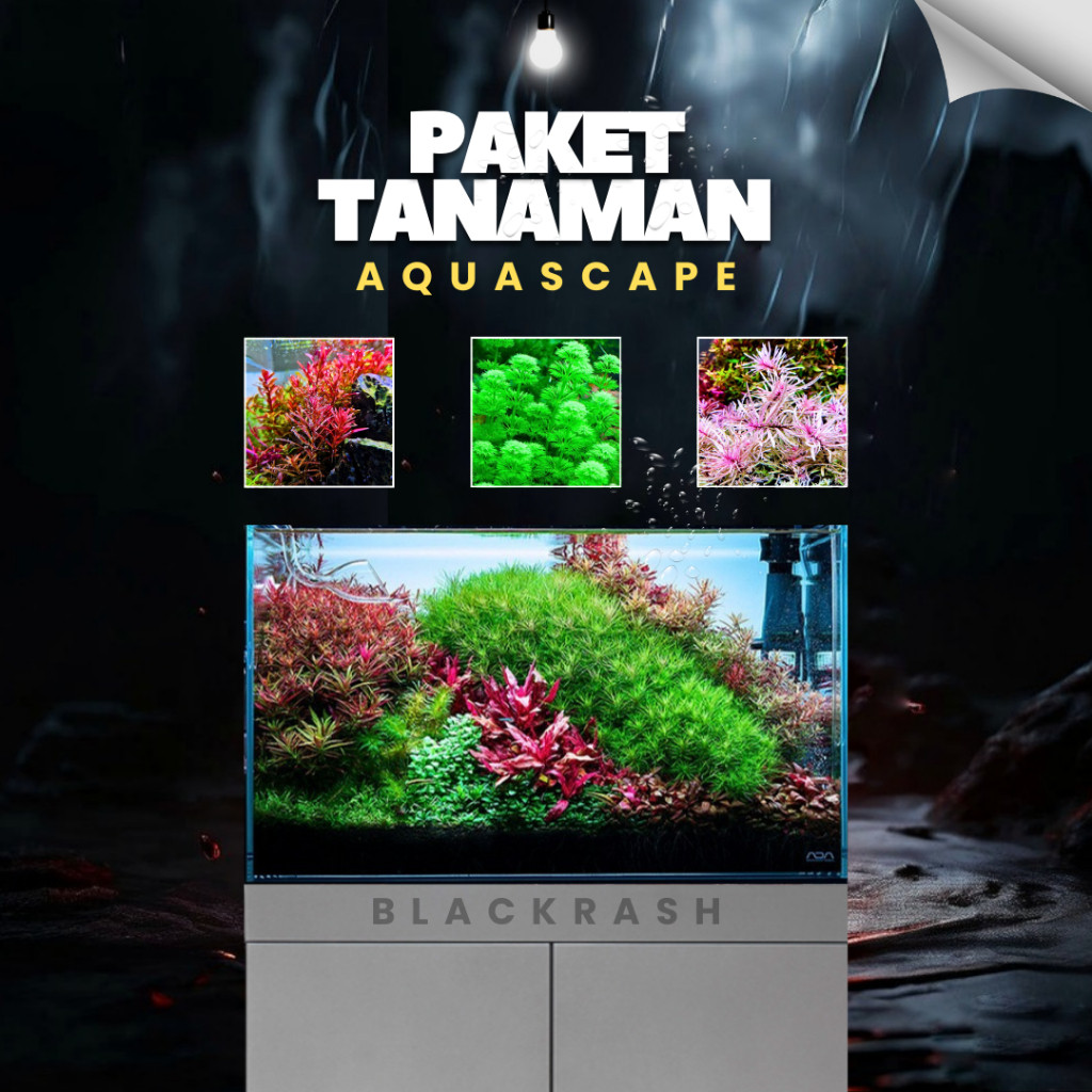 Paket Tanaman Aquascape Hidup - Tumbuhan Air Hias Aquarium