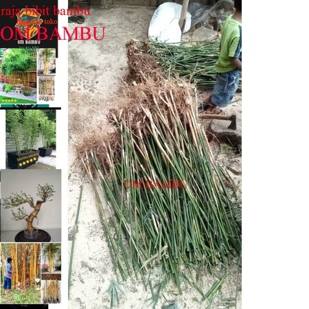 bibit bambu jepang/bibit bambu hijow tanaman hias