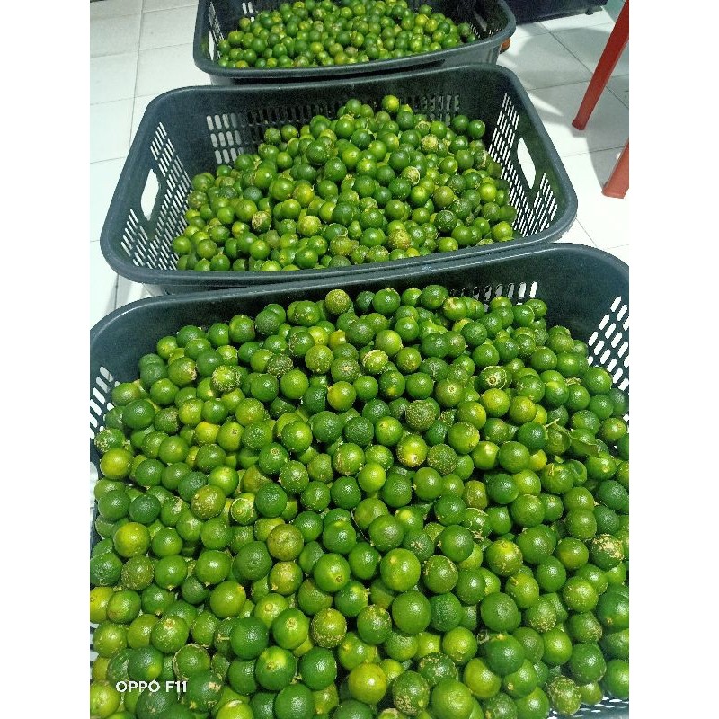 

1 kg Sonkit / Jeruk Kasturi / Kalamansi / Lemon cui / Jeruk Kunci