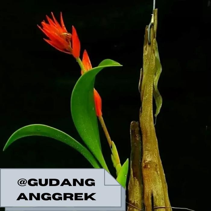 anggrek eria ornata anggrek hutan murah wangi sp hutan