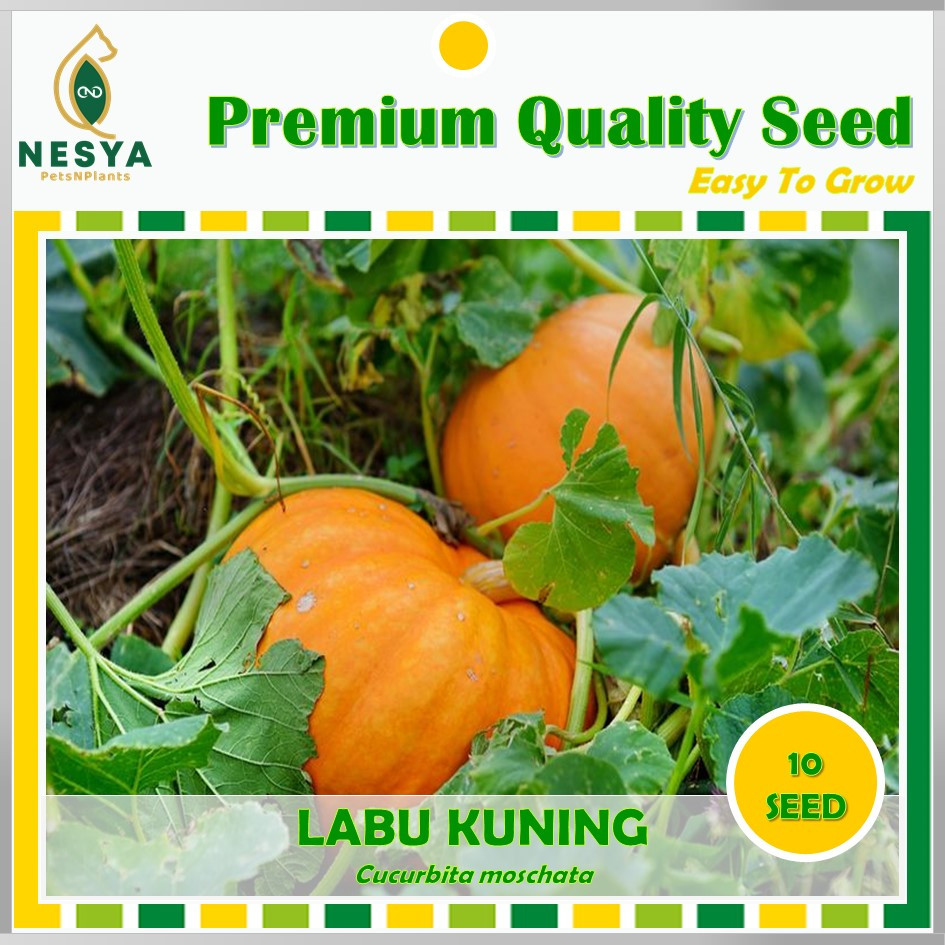 Benih Labu Kuning Benih Biji Buah Labu Kuning 10 biji Unggul Berkualitas