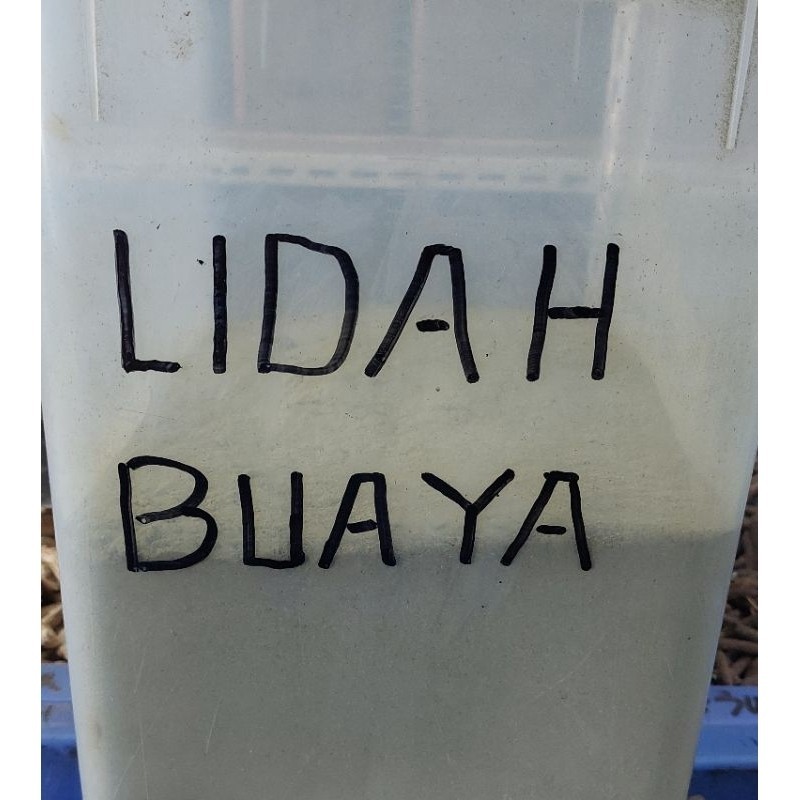 Lidah Buaya Bubuk 100gr