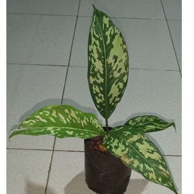 tanaman hias blanceng armi - blanceng