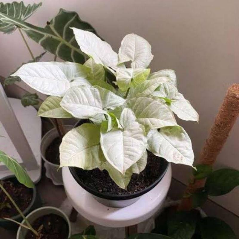( BISA COD ) Tanaman Hias Syngonium Putih Salju Mini / Singonium Putih Mini / Bunga Hias Singonium S