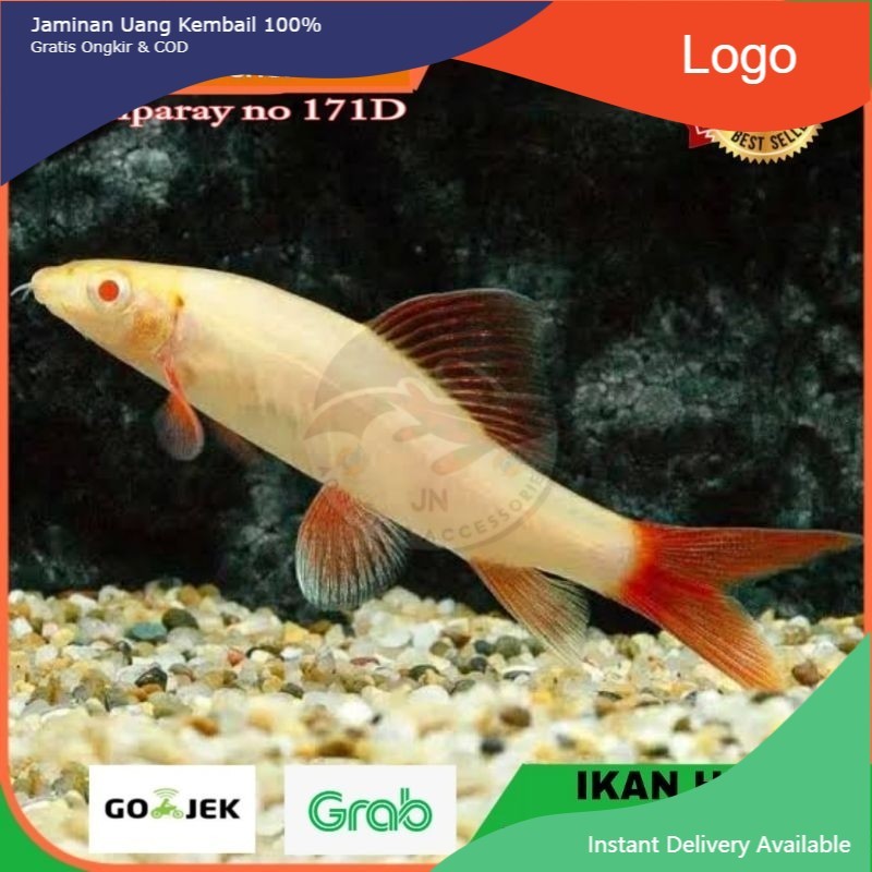 IKAN HIAS RED FIN ALBINO RAINBOW SHARK AIR TAWAR AQUARIUM