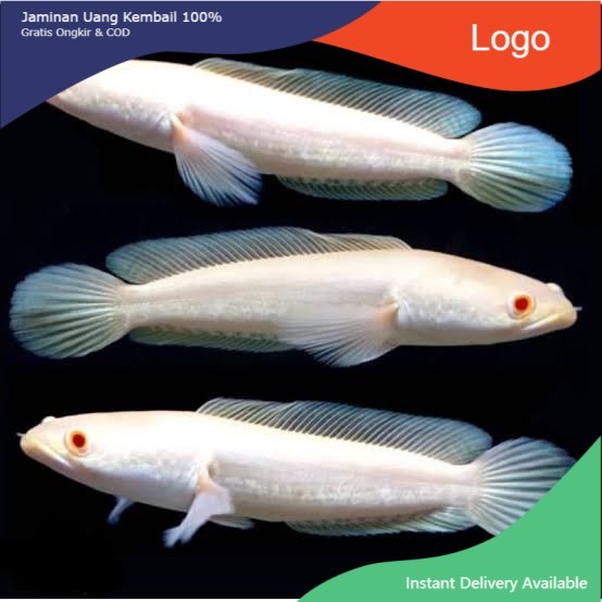 IKAN CHANNA / CHANA STRIATA ALBINO IKAN HIAS AQUARIUM / IKAN PREDATOR