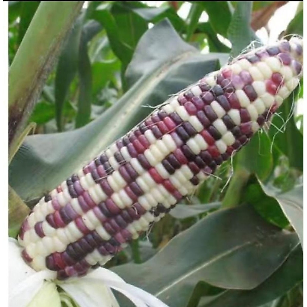 10 Biji-Benih Jagung Pelangi JUTAWAN F1