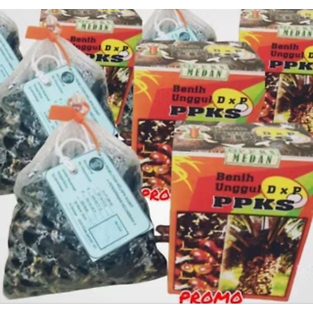 kecambahsawit ppksMedan 540