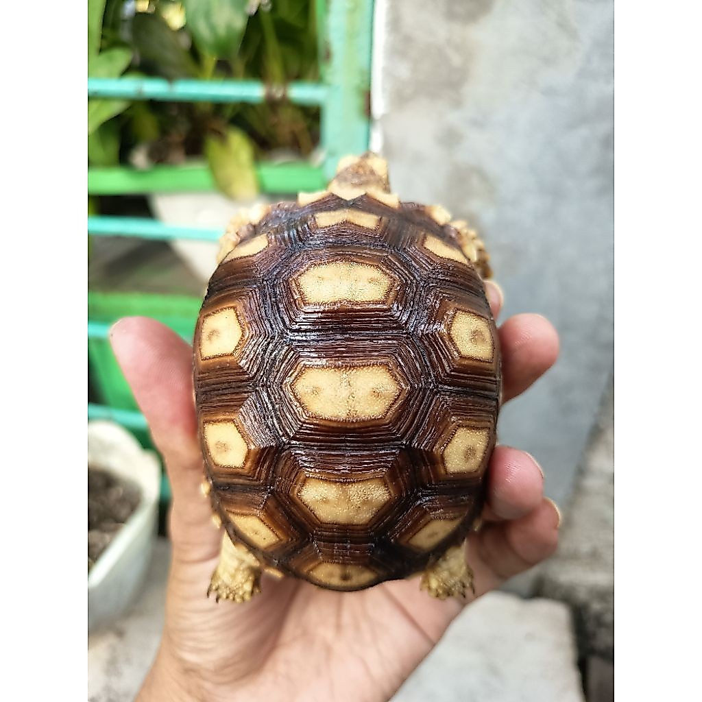 Sulcata Baby Up | 9/10/11/12cm