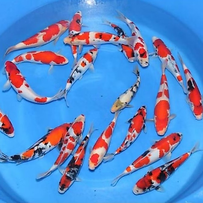 Pakan/Bibit Ikan Koi Blitar Size 7-8cm