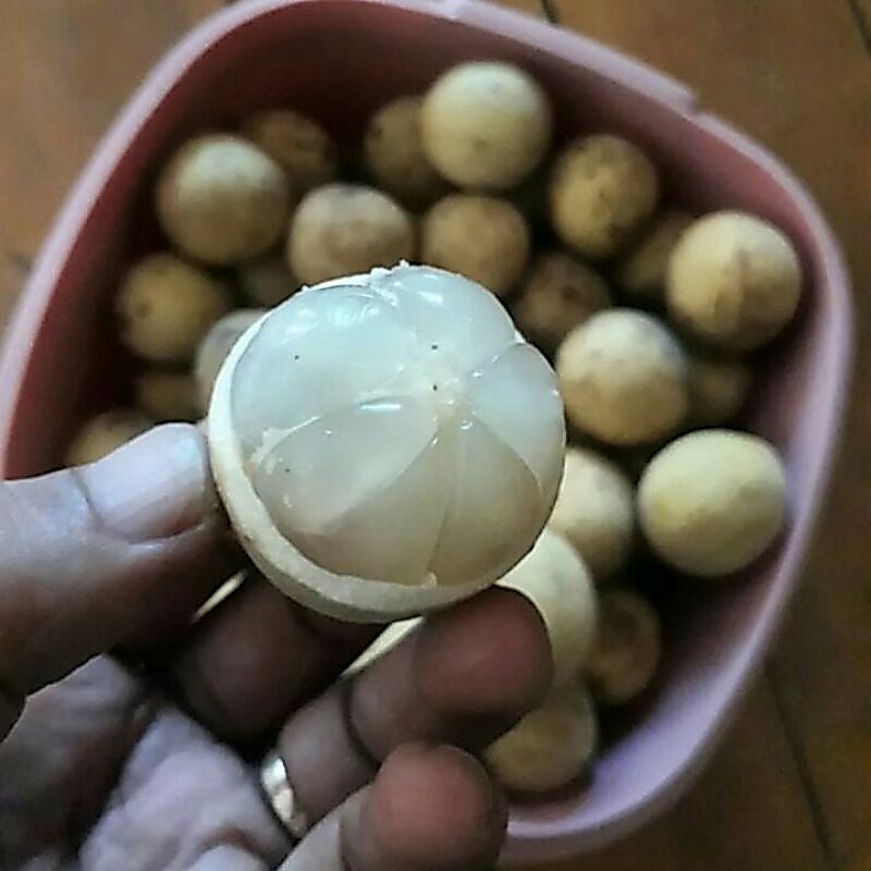 Bibit Duku Palembang Super Manis Terlaris