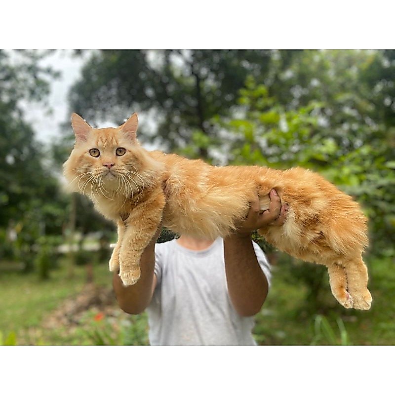 jual kucing mainecoon jantan besar