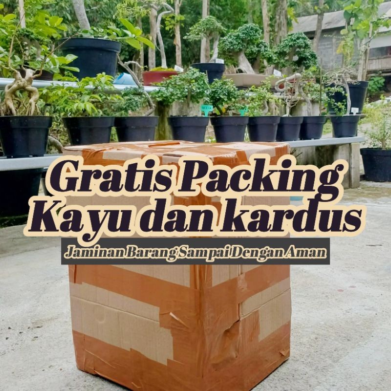 05 - Bahan Bonsai Anting Putri Anput Prokar     Berkualitas