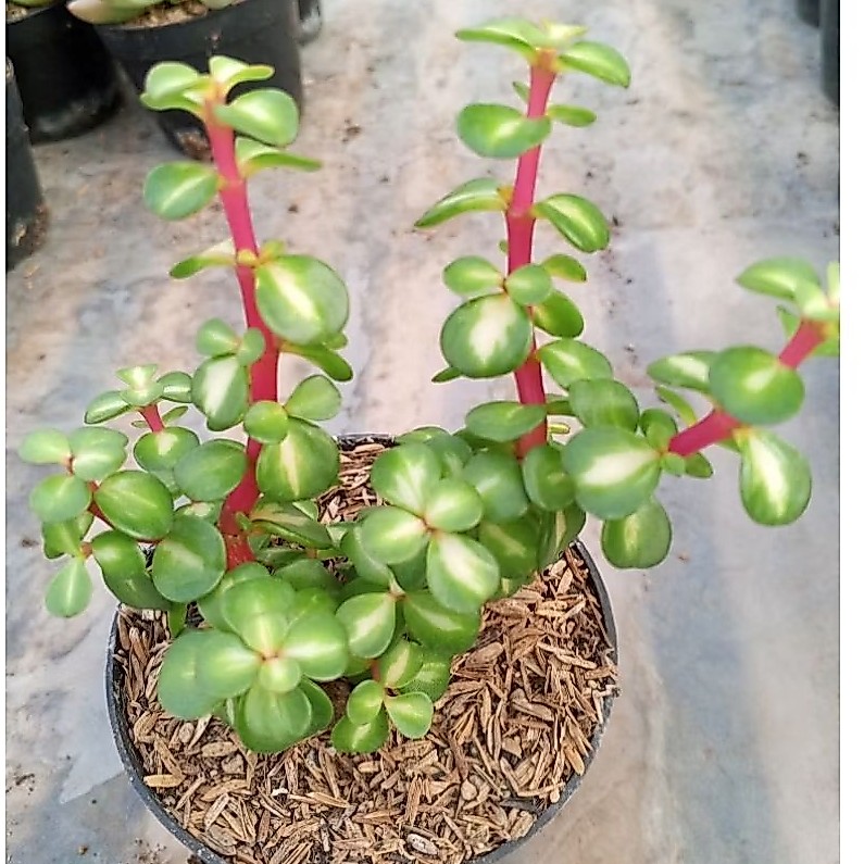 Portulacaria afra