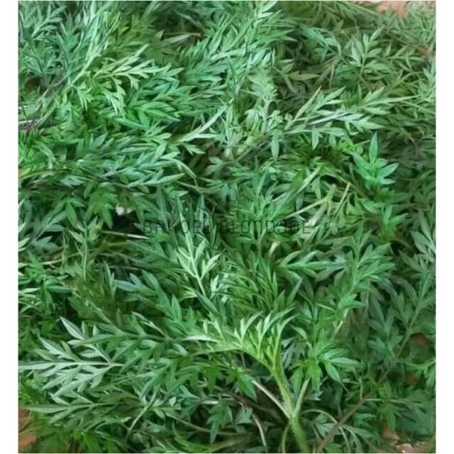 

DAUN KENIKIR PER IKAT GODONG KENINGKIR SAYUR SAYURAN SEGAR / FRESH VEGETABLES / VEGETABLE