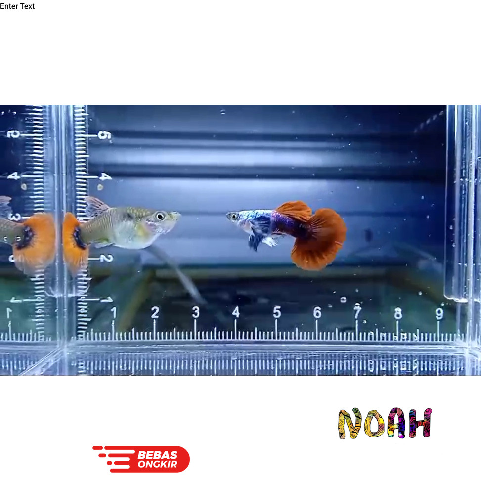 Isi aquarium Guppy Platinum RedTail Dumbo Ear HM Grade A ( PRTDE HM ) Sepasang guppy PRTDE HM macc