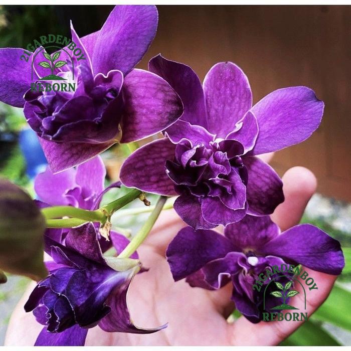 (BISA COD) anggrek dendrobium mawar blue sudah spike .