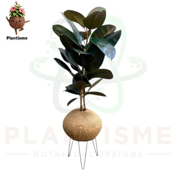 Kokedama – Karet Merah Ficus Elastica Red Robusta Tanaman Hias Daun Mengkilap untuk Indoor Elegan