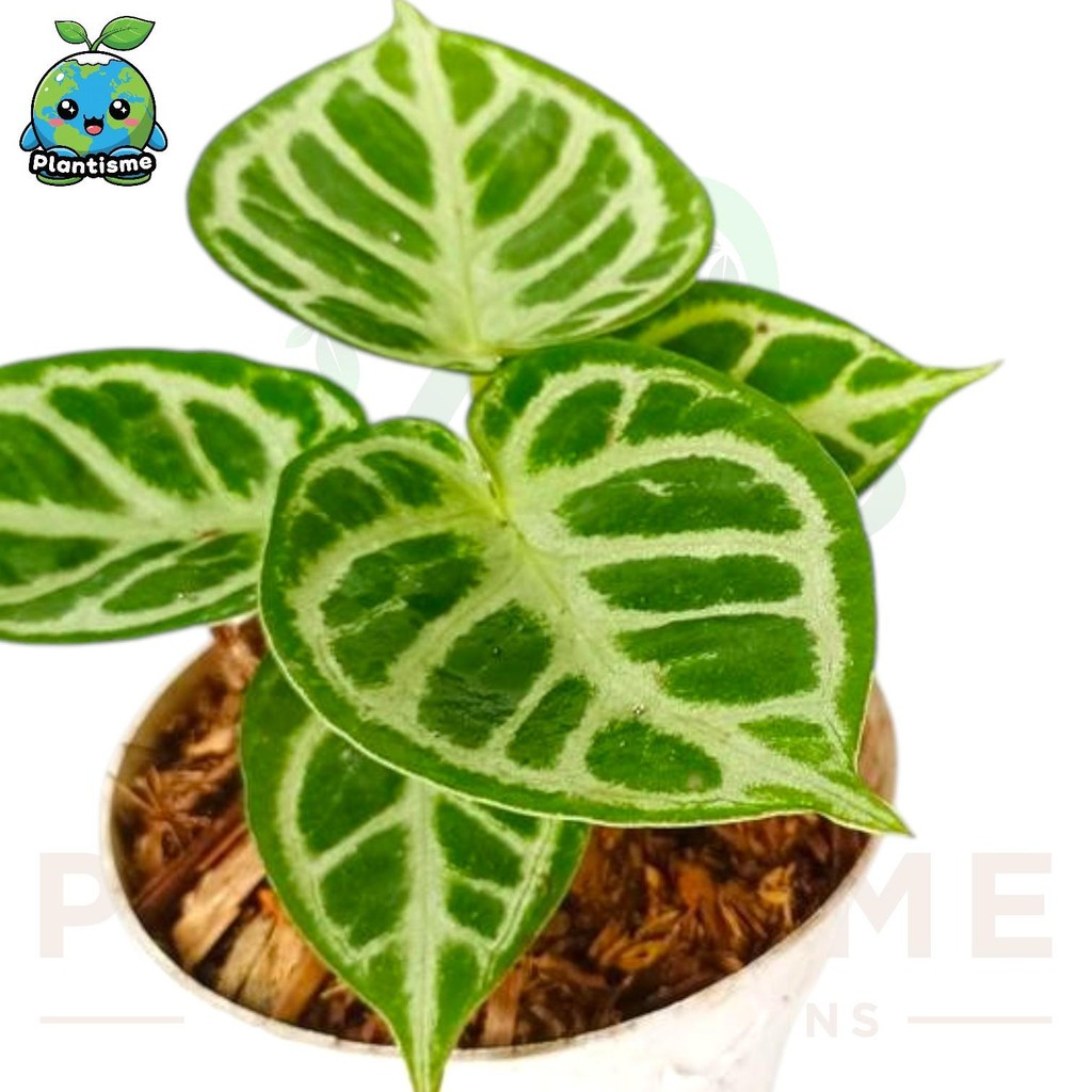Tanaman Hias – Anthurium Dorayaki Silver Hope Kuping Gajah Daun Bundar Perak Mengkilap