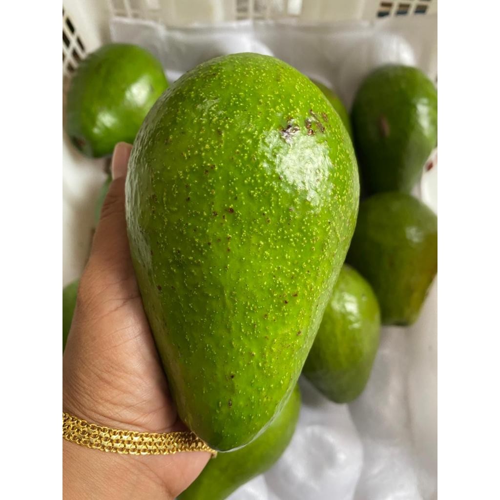 

^ Alpukat Mentega 500gram selalu Ready Fresh ^