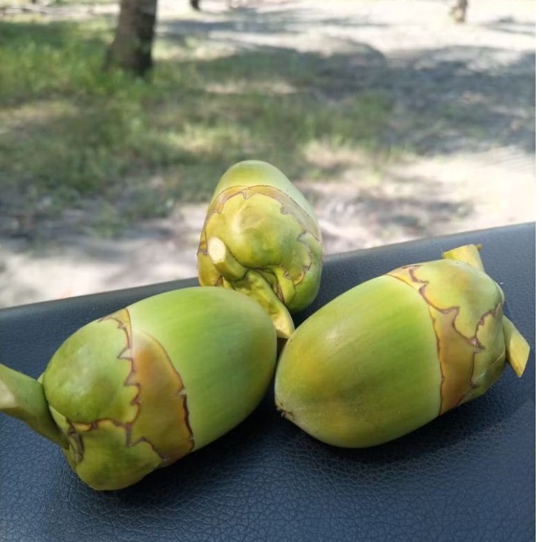 

Beluluk Kelapa Segar Fresh Dan Hijau