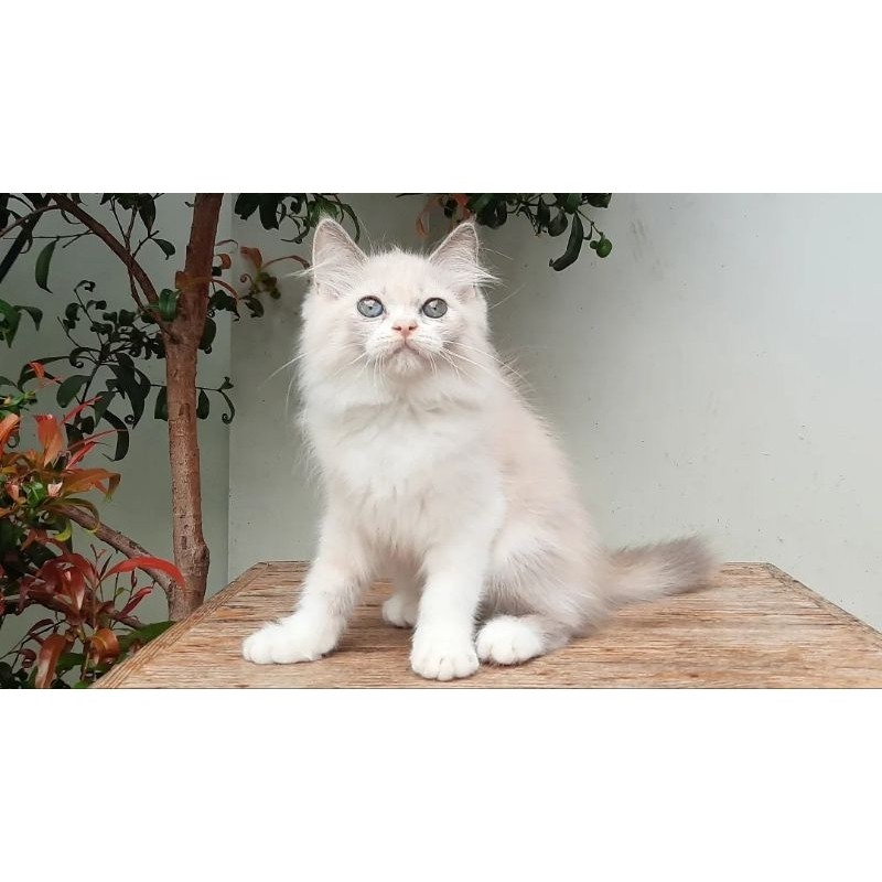 KUCING PERSIA HIMALAYA BETINA 2 BULAN BLUE POINT