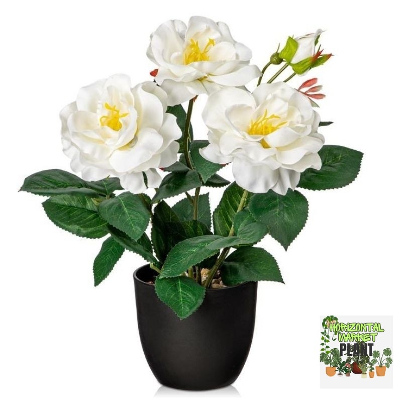 Tanaman Hias Mawar Bunga Putih / Tanaman Bunga Mawar Putih