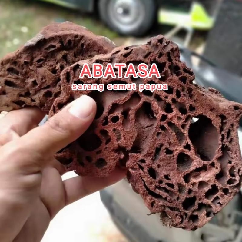 

Sarang semut papua asli original 1 kg kondisi kering