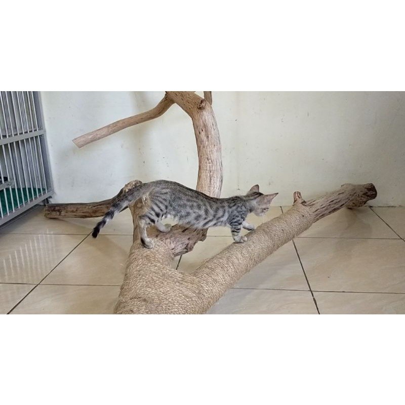 Kucing Munchkin Kitten