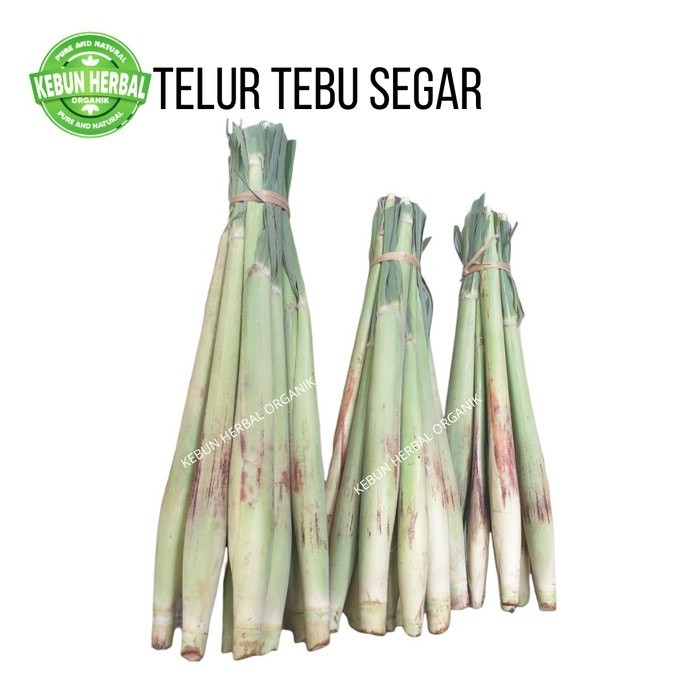 Terubuk Telur Tebu, Terubuk Sayur, Telur Tebu Sayuran Segar, Telur Tebu Terubuk