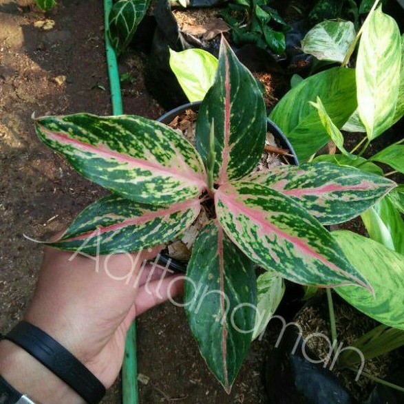 bunga aglonema-tanaman aglonema butterfly-bunga aglonema butterfly